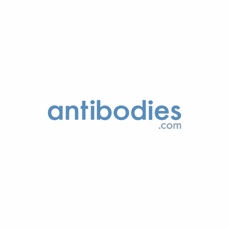 Anti-NMDAR2B (phospho Tyr1252) Antibody (A283072) | Antibodies.com